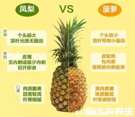 鳳梨要用鹽水泡嗎，可以不用但鹽水泡提升口感(注意鳳梨和菠蘿的區(qū)別)