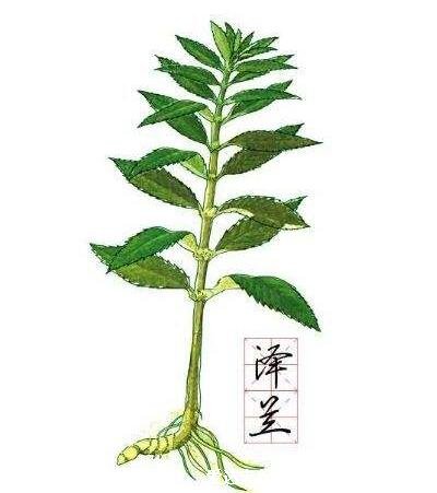 澤蘭圖片大全，包括紫莖澤蘭(綠色殺手)/異葉澤蘭/大麻葉澤蘭圖片