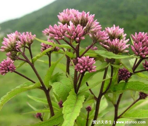 澤蘭圖片大全，包括紫莖澤蘭(綠色殺手)/異葉澤蘭/大麻葉澤蘭圖片