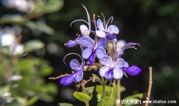 藍(lán)蝴蝶花泡水喝的功效和禁忌，一次泡3朵可美容養(yǎng)顏治牙疼