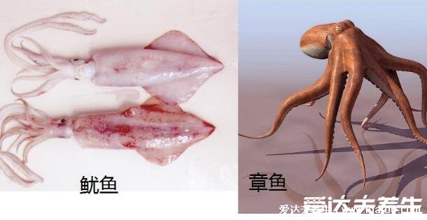 章魚和魷魚是魚嗎，都不是魚類是軟體動物(附章魚和魷魚的區(qū)別)