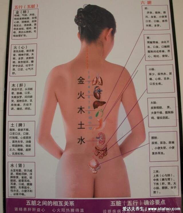 男女后背疼痛位置圖詳解，含左右后背疼痛對照圖(重視背疼原因)