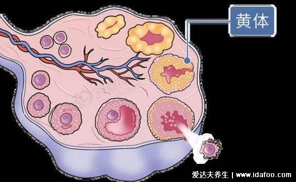 黃體破裂是什么癥狀，下腹部劇痛是最明顯的癥狀(4大原因)