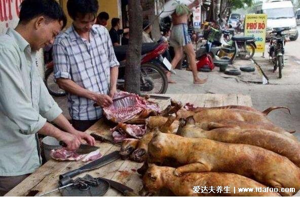 狗肉不能和什么一起吃，不能和綠豆/西瓜/食醋/黃鱔/茶一起吃