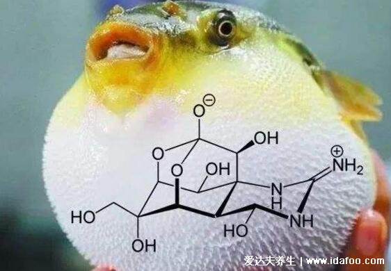 河豚毒素在哪個(gè)部位，卵巢和肝臟器官最毒0.5毫克致命(中毒的癥狀)