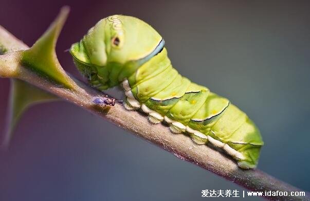 蜘蛛是不是昆蟲，不是它不符合昆蟲特征(蜘蛛是節(jié)肢動物)