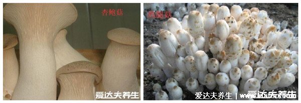 雞腿菇和杏鮑菇的區(qū)別，顏色外形都不同(菌中新秀雞腿菇菌蓋白色)