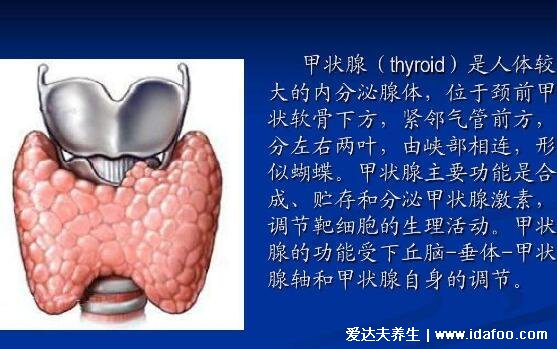 甲狀腺位置圖高清示意圖，警惕脖子異常變粗有凸起腫塊的情況