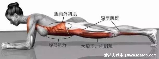 平板支撐正確姿勢圖解，一個(gè)月變化圖減掉小肚腩輕松練腹肌