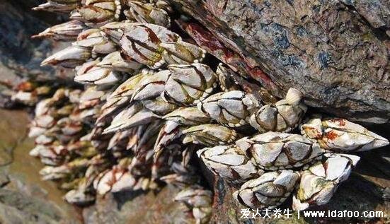 藤壺是什么東西圖片，會寄生在鯨魚等海洋動(dòng)物身上(能吃的海鮮)