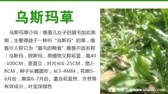 烏斯瑪草棒能生發(fā)嗎，具有生發(fā)作用(烏斯瑪草可提高毛囊sod活性)