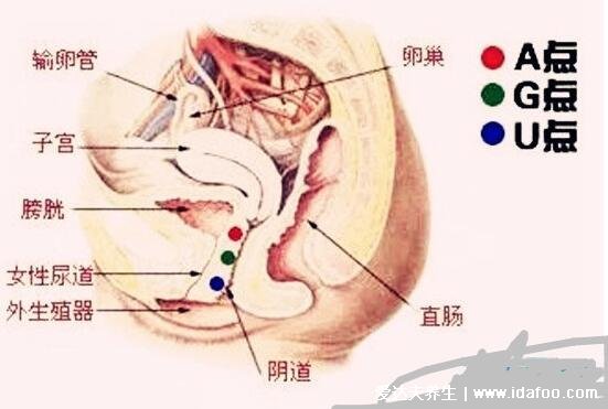 女人哪個地方一摸就想要，G點A點U點三個地方不要碰