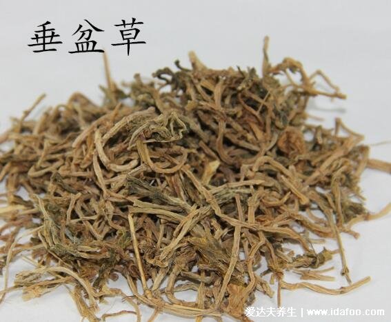 垂盆草的功效與作用及圖片，可用于肝癌/肺癌等癌癥治療(4大功效)