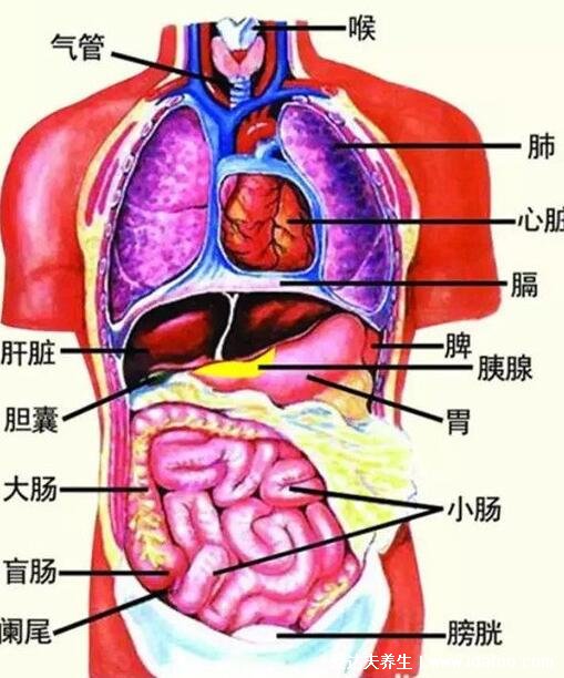 人體內(nèi)臟結(jié)構(gòu)圖，五臟六腑在四大系統(tǒng)中位置不同