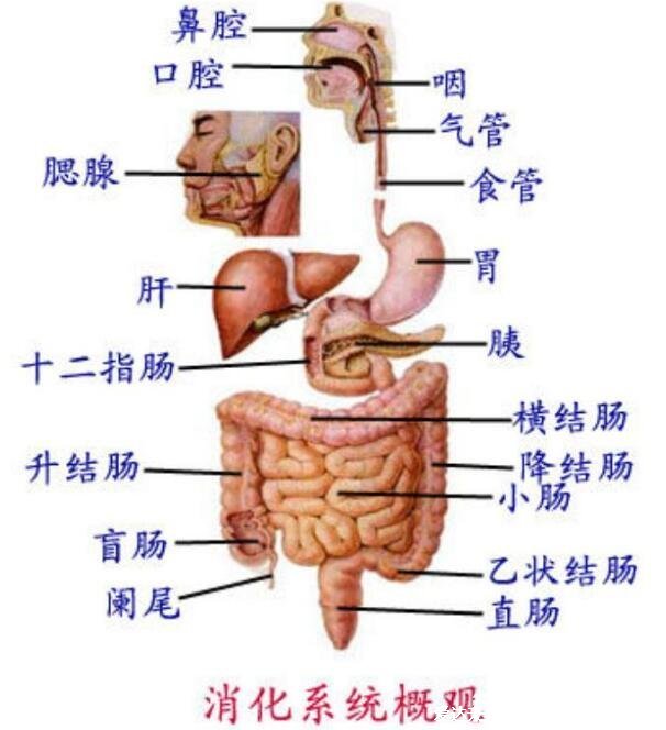 人體內(nèi)臟結(jié)構(gòu)圖，五臟六腑在四大系統(tǒng)中位置不同