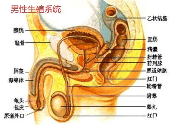 人體內(nèi)臟結(jié)構(gòu)圖，五臟六腑在四大系統(tǒng)中位置不同