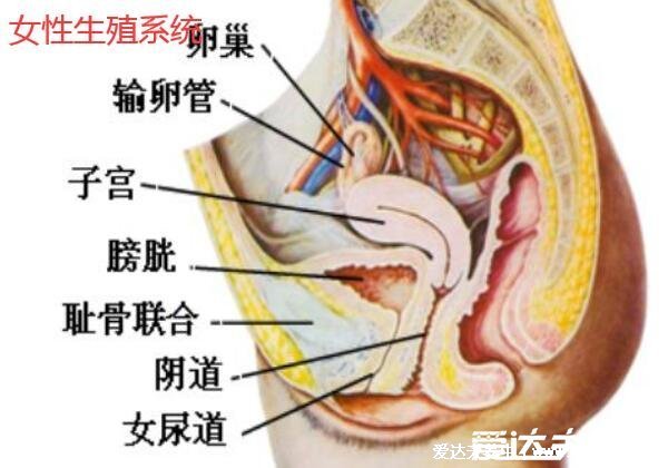 人體內(nèi)臟結(jié)構(gòu)圖，五臟六腑在四大系統(tǒng)中位置不同