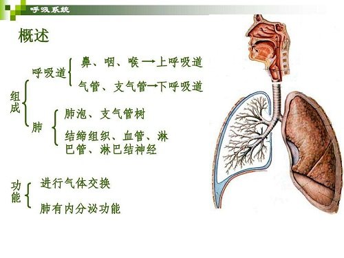 人體內(nèi)臟結(jié)構(gòu)圖，五臟六腑在四大系統(tǒng)中位置不同