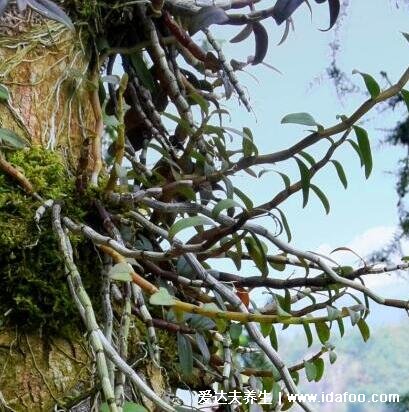 野生鐵皮石斛圖片大全，長(zhǎng)在懸崖峭壁的二級(jí)瀕危植物(功效與作用禁忌)