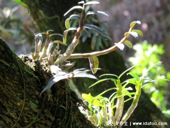 野生鐵皮石斛圖片大全，長(zhǎng)在懸崖峭壁的二級(jí)瀕危植物(功效與作用禁忌)