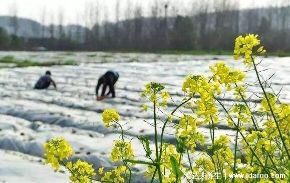 倒春寒是什么意思比冬天還冷嗎，4月初開始持續(xù)5天左右的寒冷天氣