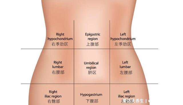 人體腹部結(jié)構(gòu)圖位置，腹部九分法中不同器官分布圖