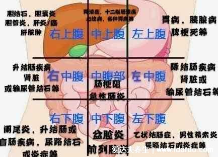 人體腹部結(jié)構(gòu)圖位置，腹部九分法中不同器官分布圖