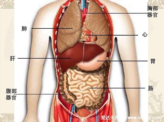 人體腹部結(jié)構(gòu)圖位置，腹部九分法中不同器官分布圖