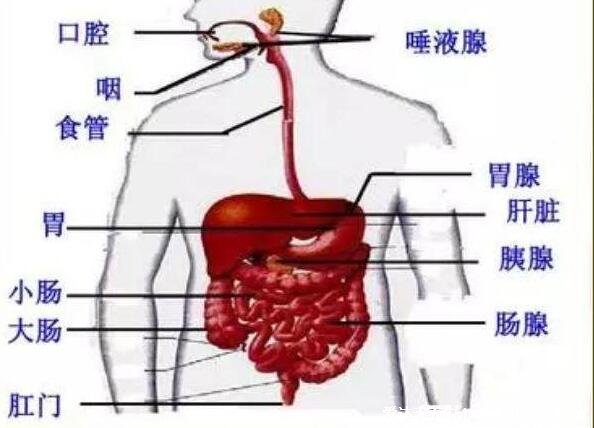 人體腹部結(jié)構(gòu)圖位置，腹部九分法中不同器官分布圖