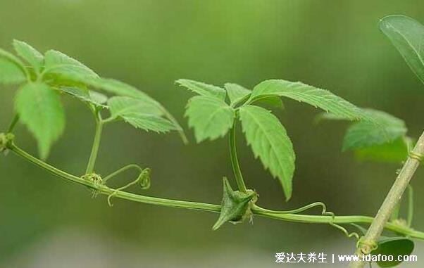 真實植物絞股藍圖片大全，不老長壽藥草的真實面貌(附功效作用)