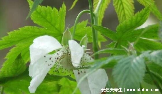 真實植物絞股藍圖片大全，不老長壽藥草的真實面貌(附功效作用)