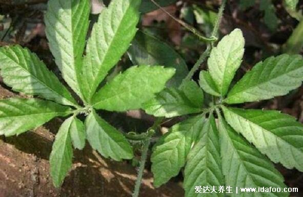 真實植物絞股藍圖片大全，不老長壽藥草的真實面貌(附功效作用)