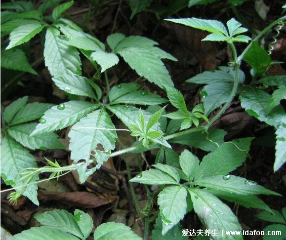 真實植物絞股藍圖片大全，不老長壽藥草的真實面貌(附功效作用)