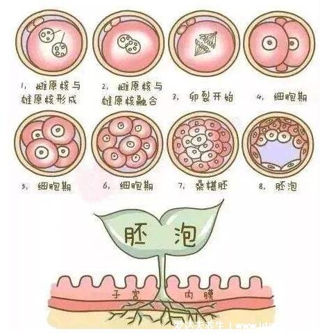 精子和卵子結(jié)合需要多長時間懷孕，6到7天著床(8大特征暗示著床成功)