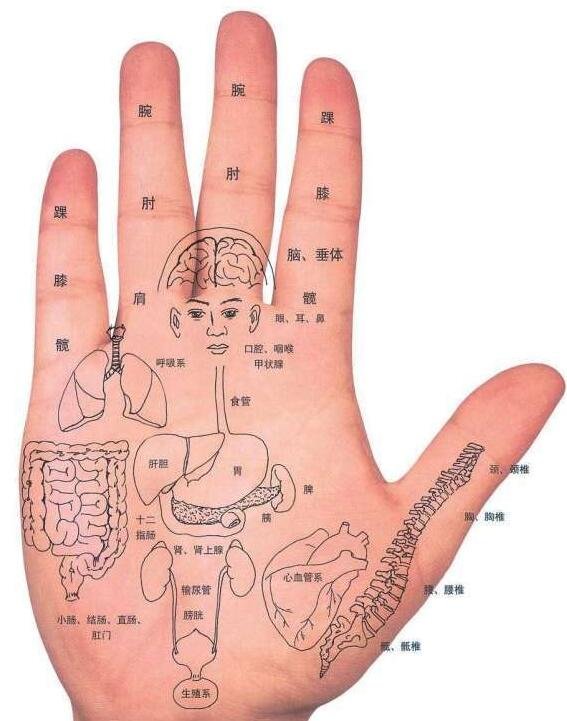 手部反射區(qū)圖解與疾病高清圖大全，手部6大經(jīng)絡(luò)清晰圖片
