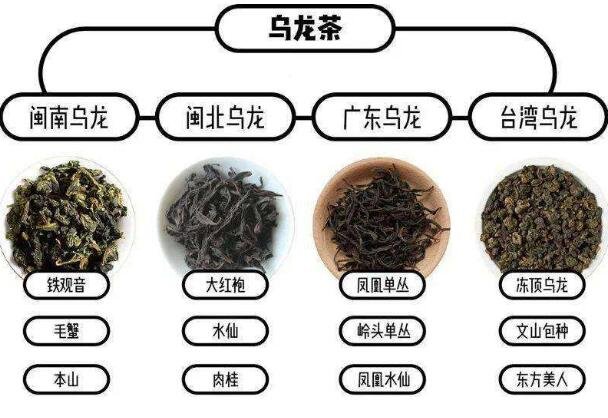 鐵觀音屬于什么茶是紅茶還是綠茶，烏龍茶/紅茶和綠茶之間的半發(fā)酵茶