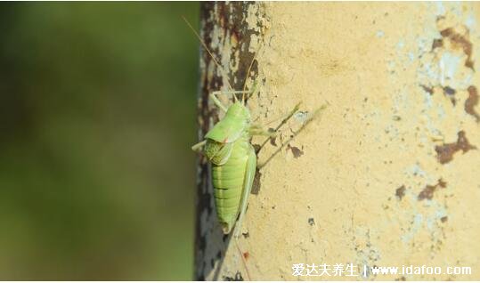 紡織娘是什么昆蟲(chóng)圖片，俗稱草蜢蟲(chóng)是農(nóng)業(yè)害蟲(chóng)(叫聲很有特色)