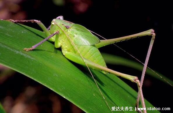 紡織娘是什么昆蟲(chóng)圖片，俗稱草蜢蟲(chóng)是農(nóng)業(yè)害蟲(chóng)(叫聲很有特色)