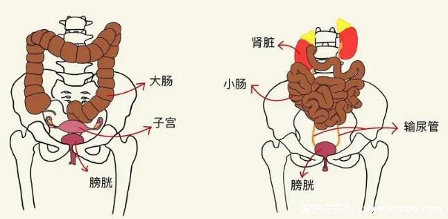 膀胱在哪個(gè)位置圖片，肚臍下方恥骨聯(lián)合的上方能摸到