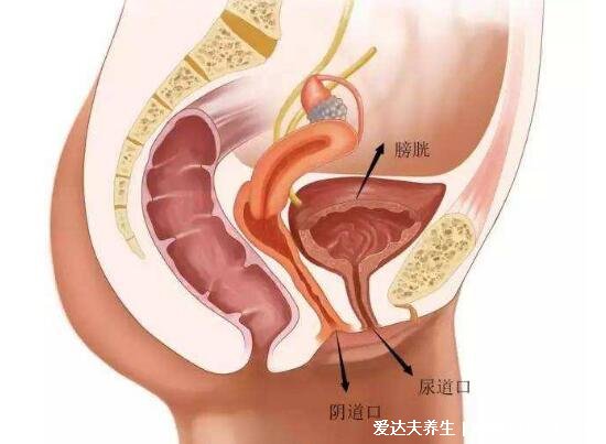 膀胱在哪個(gè)位置圖片，肚臍下方恥骨聯(lián)合的上方能摸到