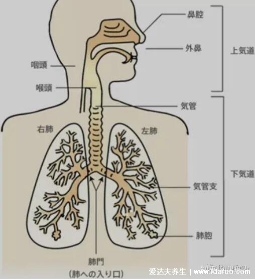 肺在哪個位置圖，在胸腔內(nèi)但肺不會疼/肺部疾病會引起胸疼