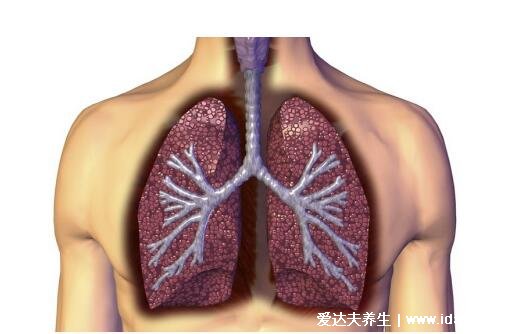 肺在哪個位置圖，在胸腔內(nèi)但肺不會疼/肺部疾病會引起胸疼