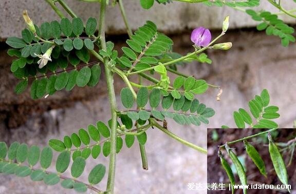 野生黃芪圖片大全高清圖片，越長(zhǎng)越粗的黃芪品質(zhì)越好