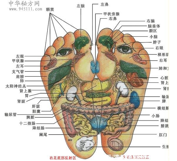 腳底按摩圖反射區(qū)圖片，按摩大腦反射區(qū)可治療頭痛