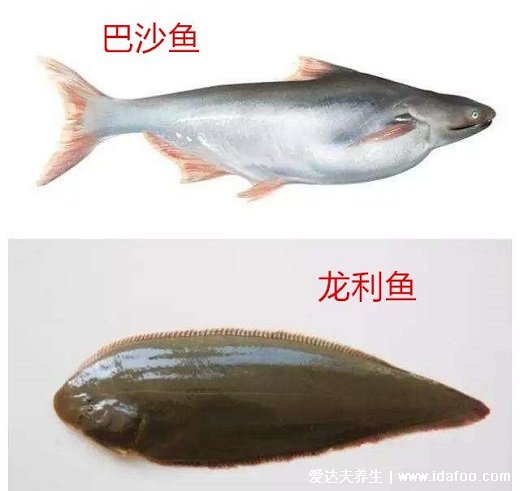 龍利魚和巴沙魚的區(qū)別，注意市場上難見到整條巴沙魚(4點不同)