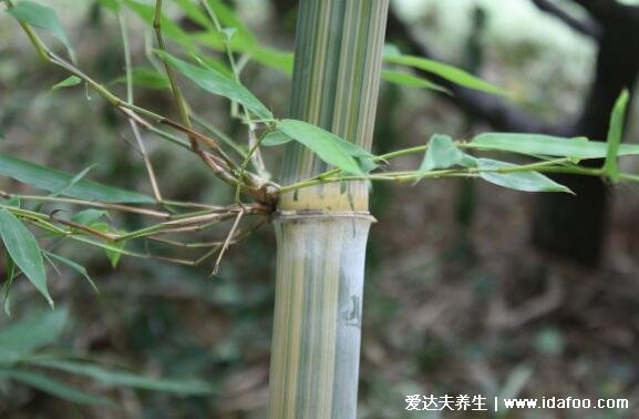 竹白霜的功效與用法，竹白霜加茶油搽臉保濕淡斑(還可養(yǎng)花)