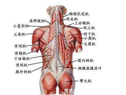 一頭肌是在什么部位圖片，肱二頭肌的最深處(看圖找位置) 