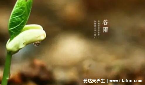 谷雨節(jié)氣的特點和風(fēng)俗，天氣多雨谷物生長(賞牡丹/吃香椿)