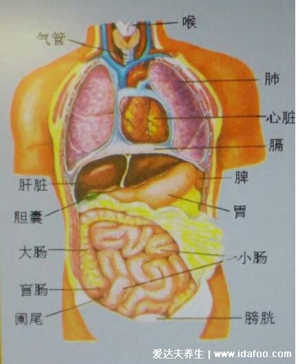 肺在哪個位置圖疼痛位置圖解，覆蓋在心臟上面左右各一個