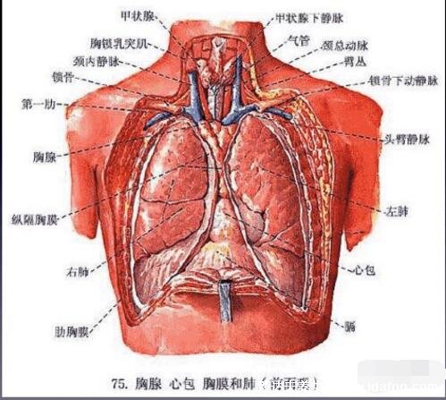 肺在哪個位置圖疼痛位置圖解，覆蓋在心臟上面左右各一個